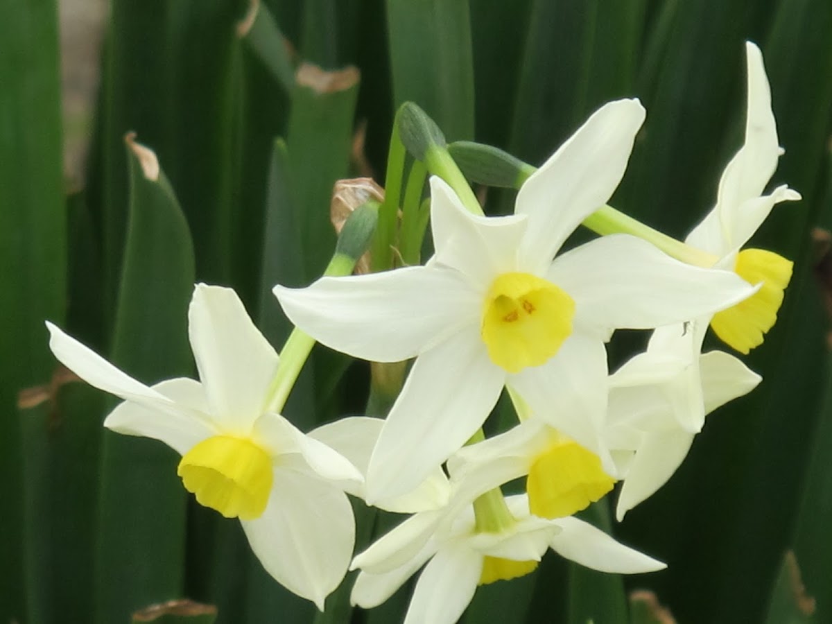 Narcissus, Paperwhite