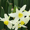 Narcissus, Paperwhite