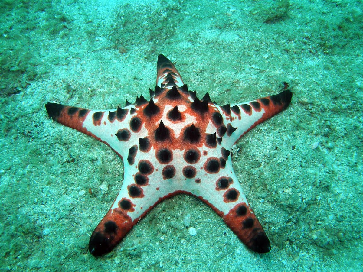 Chocolate Chip Sea Star