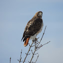 Red-tailed Hawk