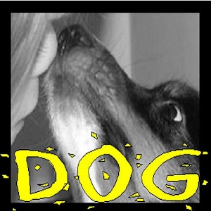 Dog Behavior Flashcards 1.0