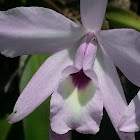 Laelia orchid.