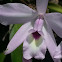 Laelia orchid.