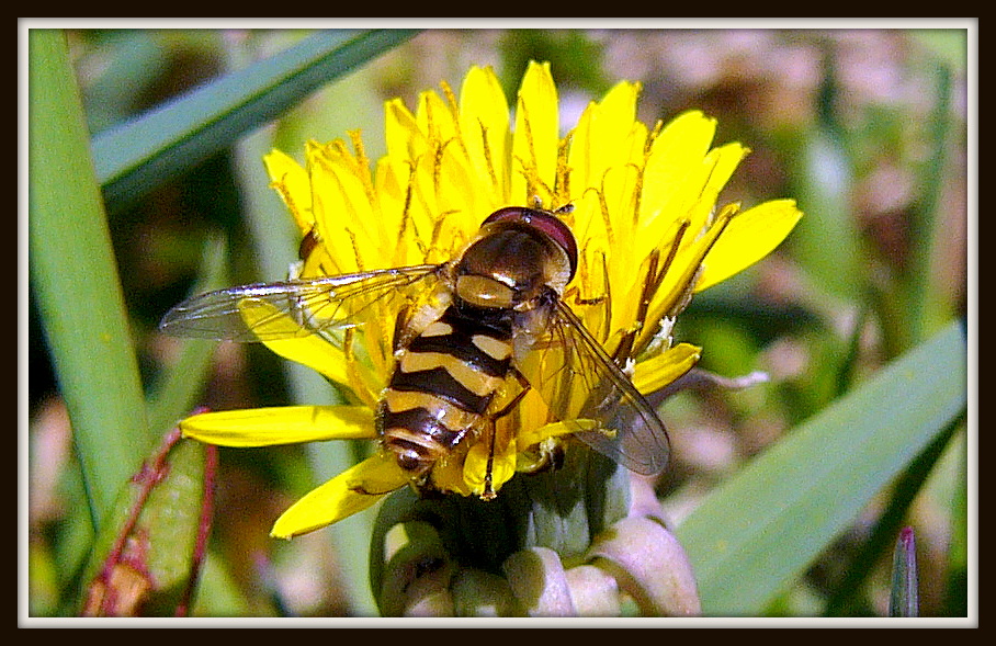 Syrphid Fly (hoverfly)