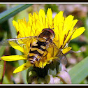 Syrphid Fly (hoverfly)