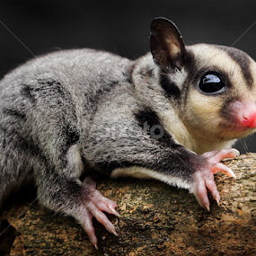 ... by Sugeng Sutanto - Animals Other Mammals