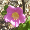 Prickly rose