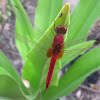 Scarlet Skimmer or Crimson Darter