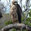 Galapagos Hawk (juvenile)