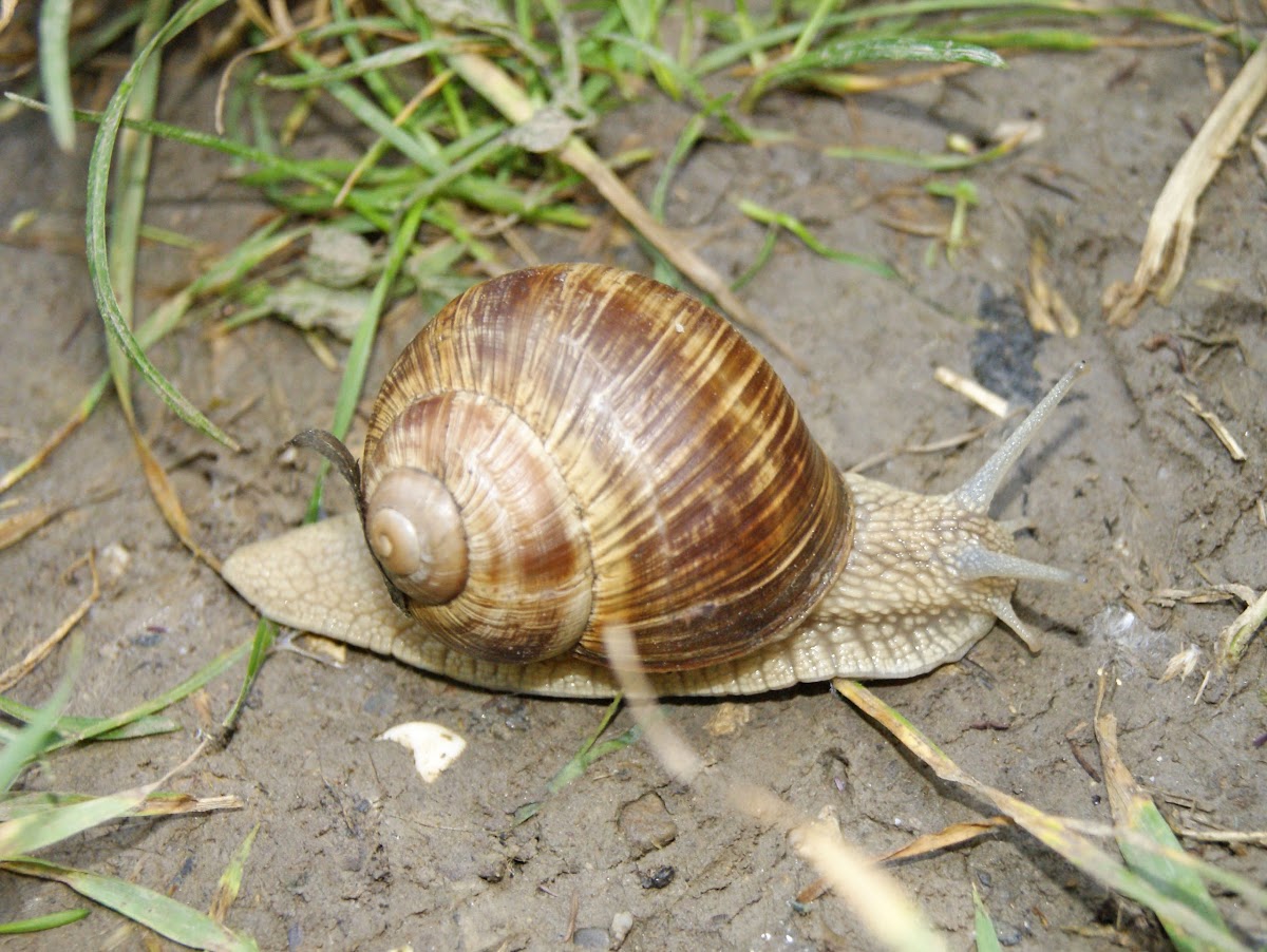 Roman Snail