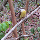 Great kiskadee