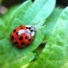 Ladybug or ladybird beetle