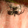 Australian Grey House Spider
