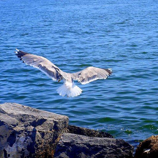 Seagulls Water LWP