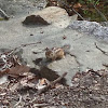 Siberian chipmunk (Common Chipmunk)