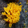 Coral fungi