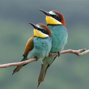 Birds Wallpapers.apk 2.0.0