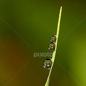 by Luxmen 46 - Nature Up Close Natural Waterdrops
