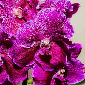 Purple by Elmer Limpiado - Nature Up Close Other plants