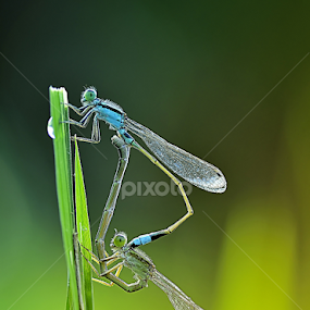 by Candra Irawan - Animals Insects & Spiders