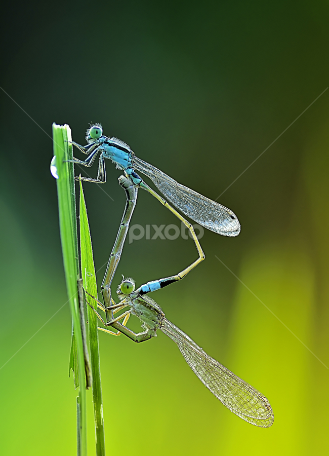 by Candra Irawan - Animals Insects & Spiders