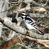 Downy Woodpecker (Females)