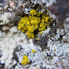 Gold Dust Lichen