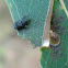 Tiny weevil