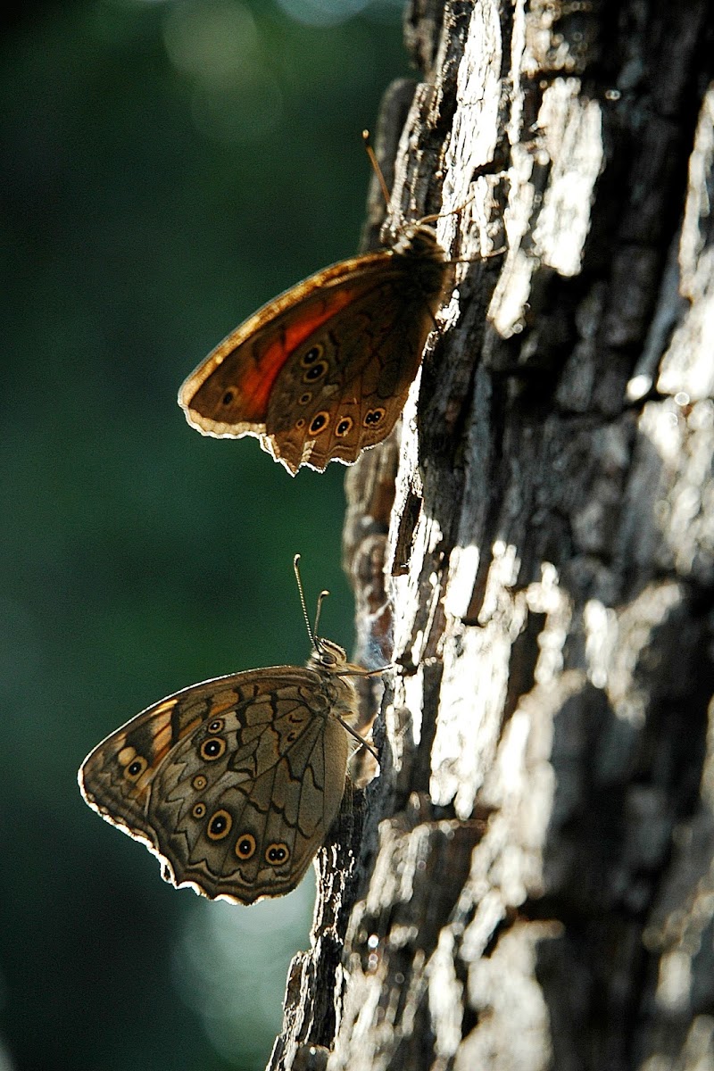 Butterfly , Πεταλούδα