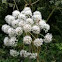 Oenante crocata (Hemlock water-dropwort