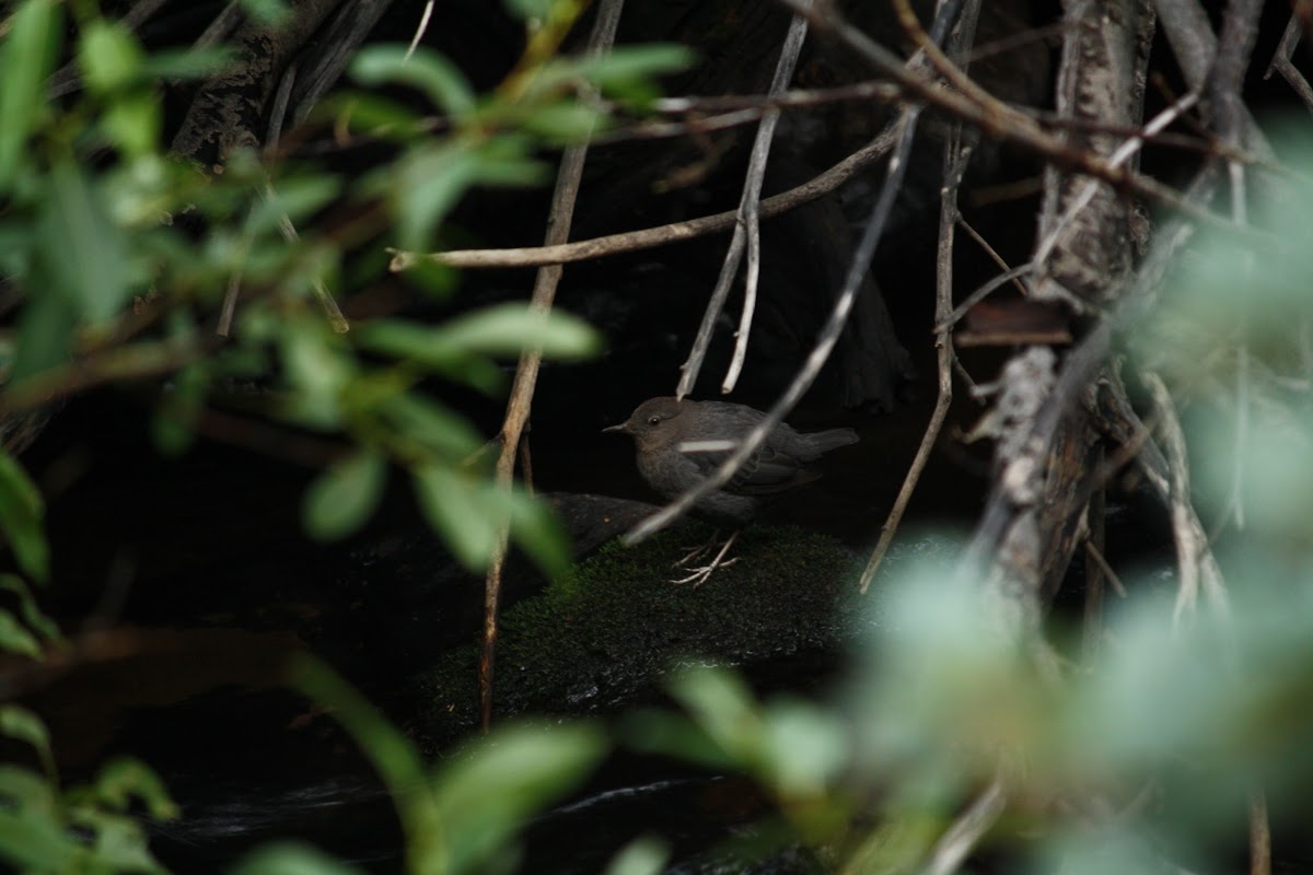 American Dipper