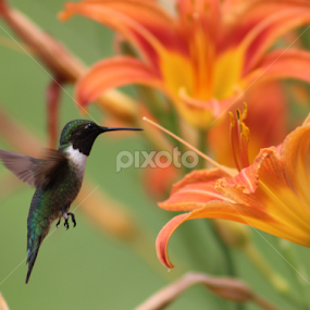Flying Color by Karin Pelton - Animals Birds