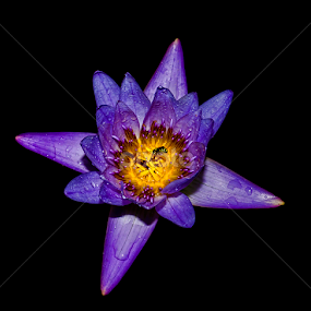 by Kokien Photography - Flowers Single Flower