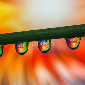 water drops  by Youssef Elboukhari - Abstract Water Drops & Splashes