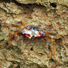 Thin-Shelled Rock Crab