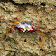 Thin-Shelled Rock Crab