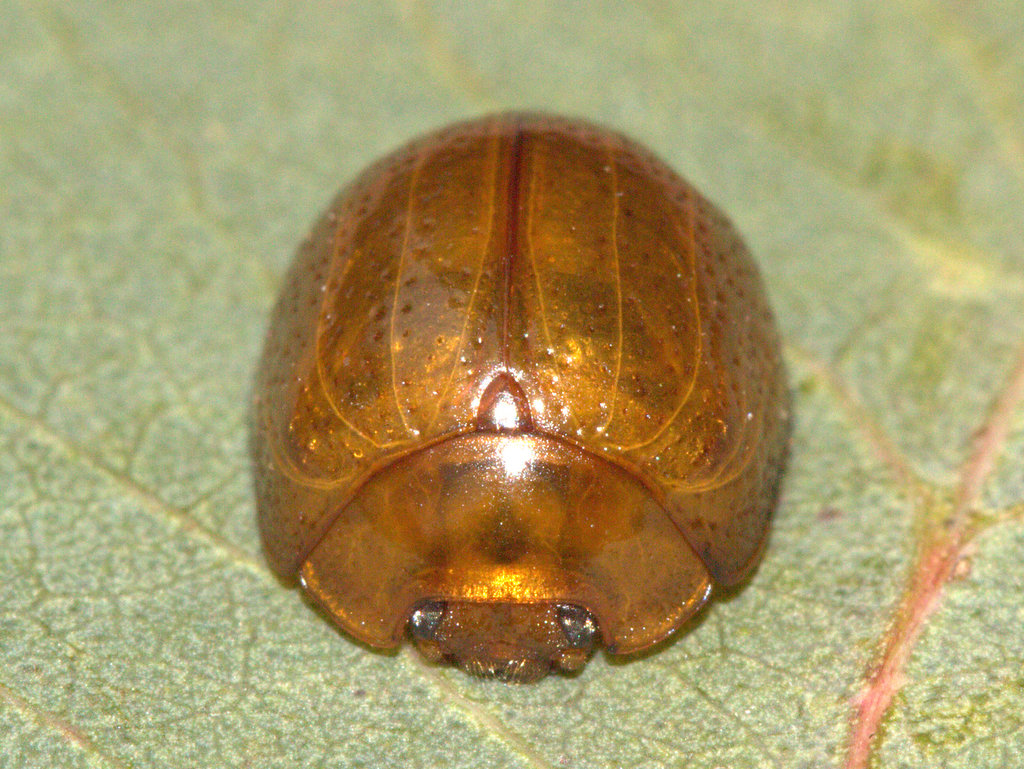Blackwood tortoise beetle