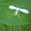 white plume moth