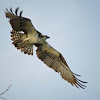 Osprey