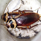 Australian Cockroach