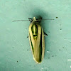 Spotted Bollworm Moth