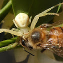 Crab spider, prey (bee) and kleptoparasites flies