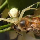 Crab spider, prey (bee) and kleptoparasites flies