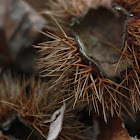 chestnut bur