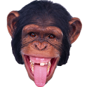 Monkey Memory Test logo