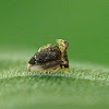 Treehopper