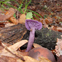 Amethyst deceiver