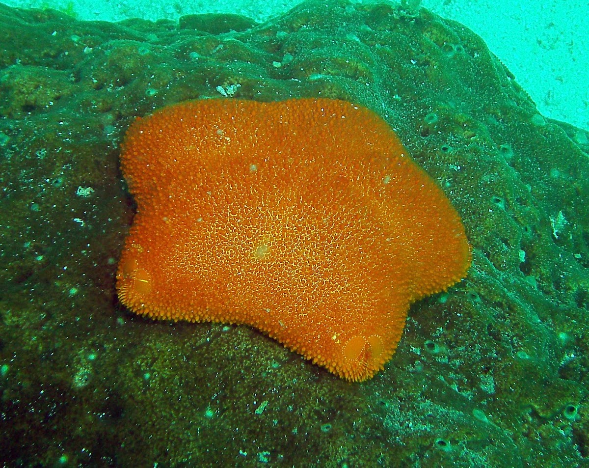 Orange cushion starfish