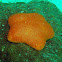Orange cushion starfish