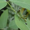 juvenile grasshopper